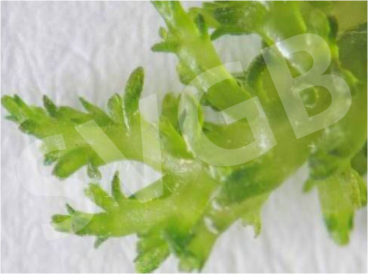 in vitro